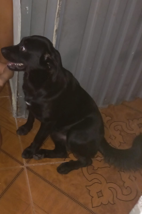 Lucas