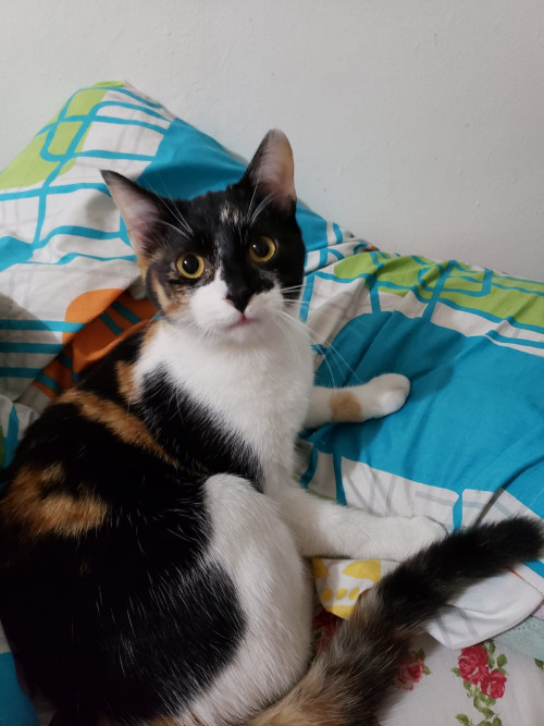 Maya