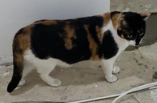 Maya