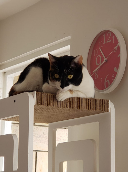 Maya