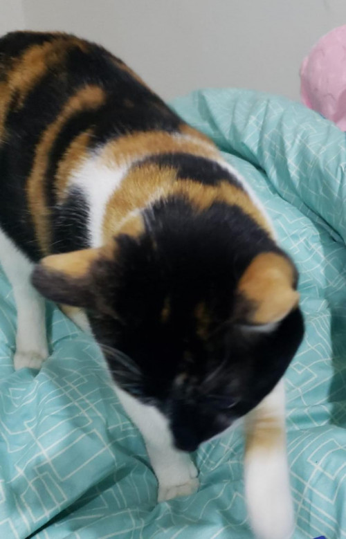 Maya