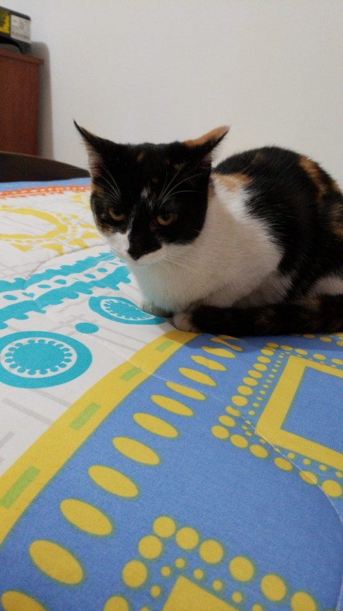 Maya