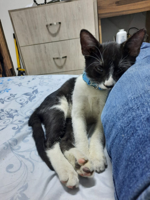Moncho