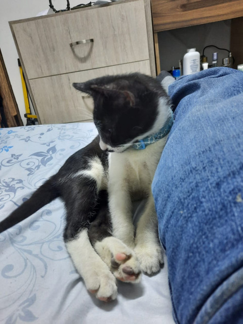 Moncho