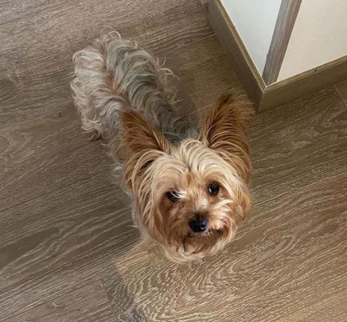 Coco