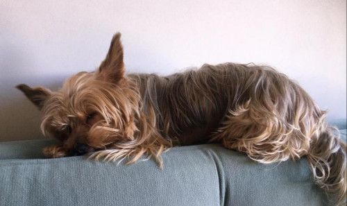 Coco