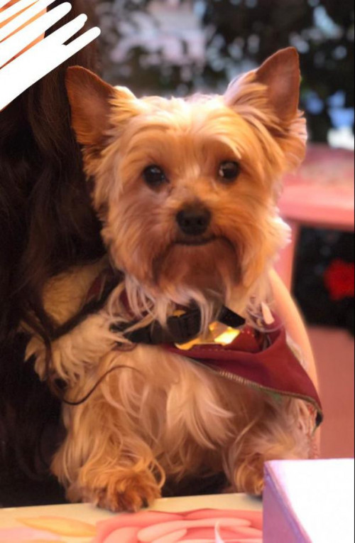 Coco
