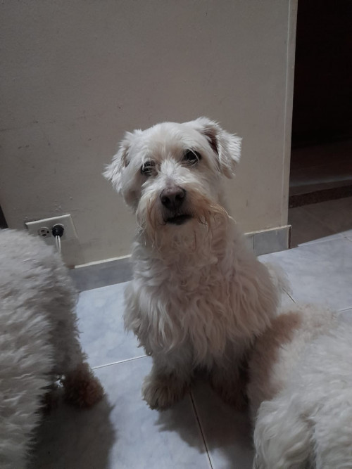 Tobby