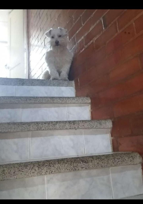 Tobby