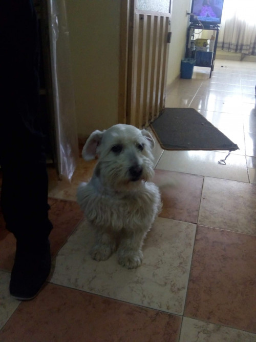 Tobby