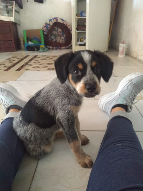 Shaki