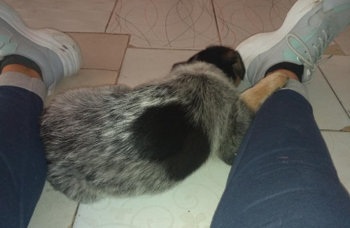 Shaki