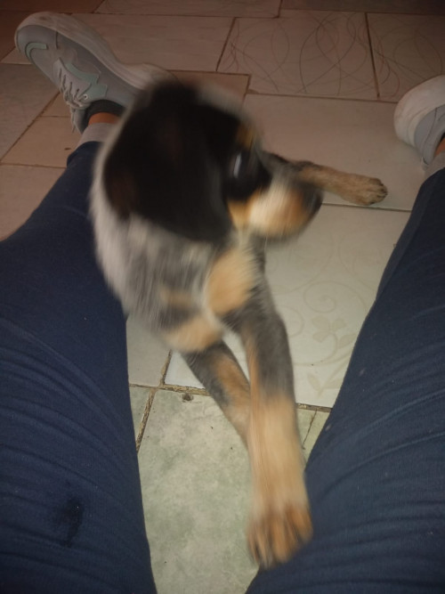 Shaki