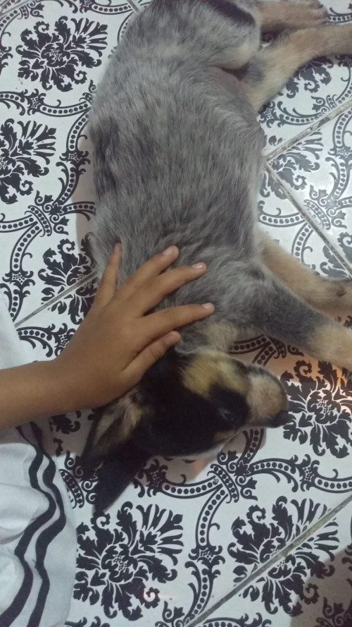 Shaki