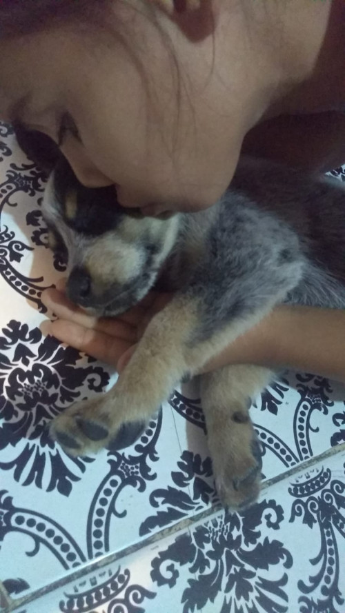 Shaki