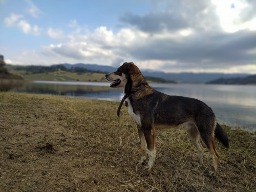 Jack