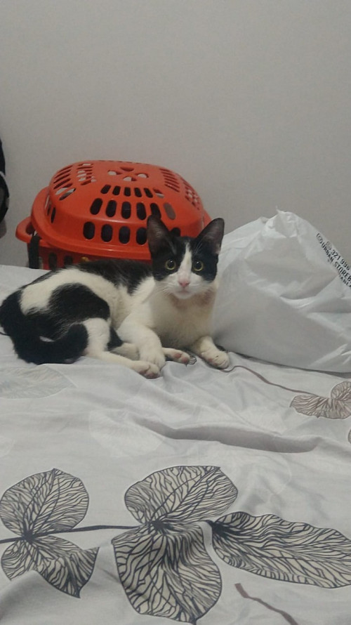 Panchito