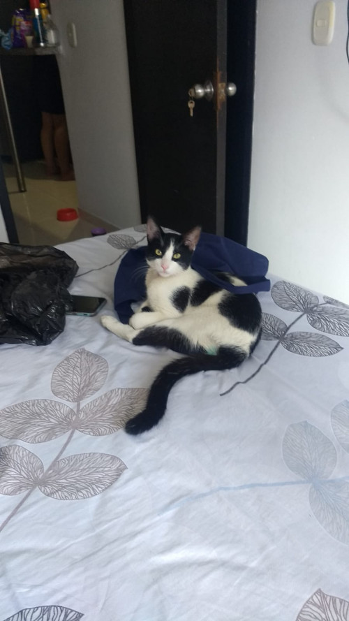 Panchito
