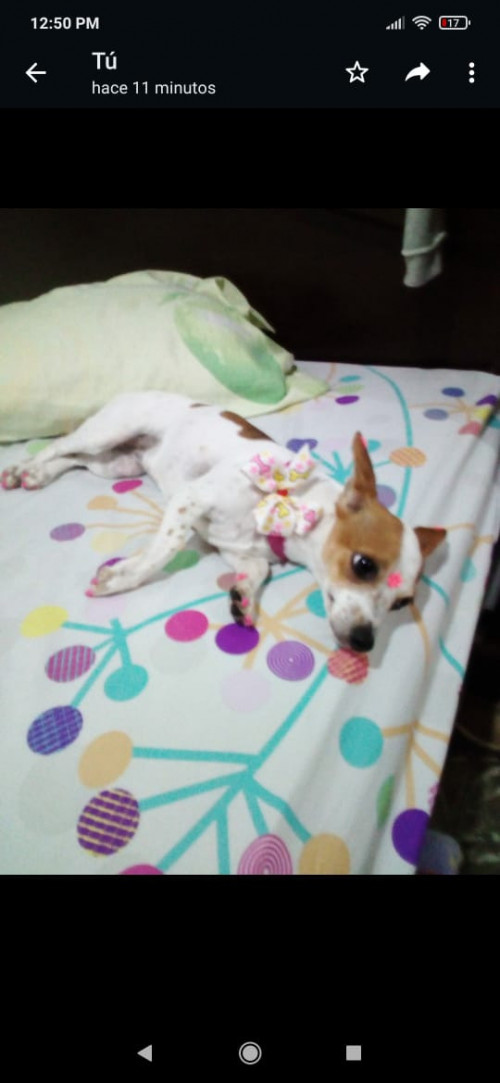 Pinina