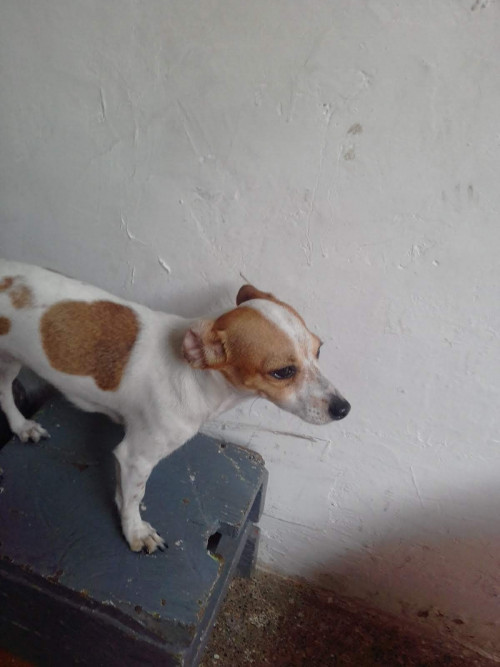 Pinina