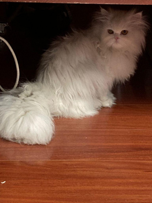 Tephie