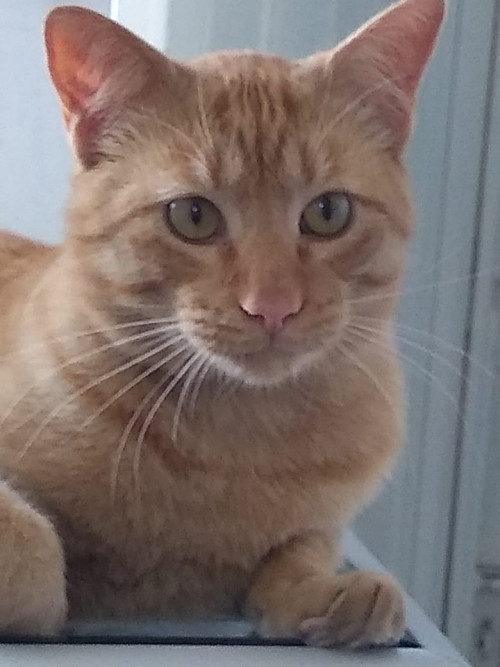 Gaspar