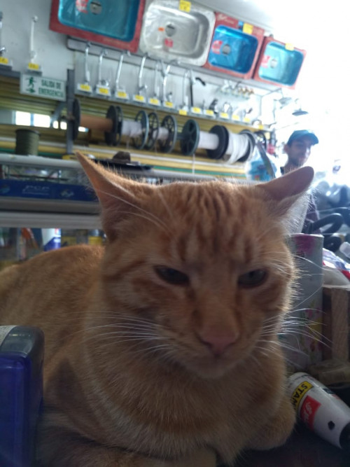 Gaspar
