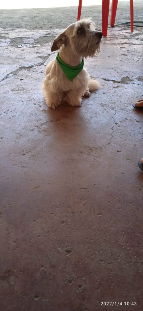Coky