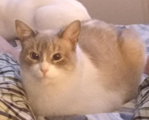 Zorro