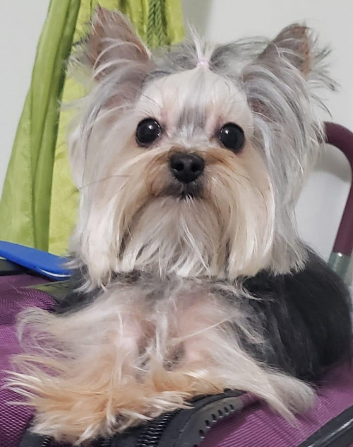 Lola 