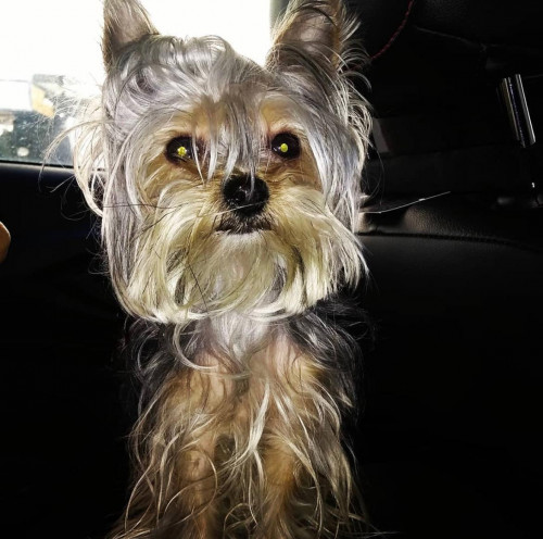 Lola 