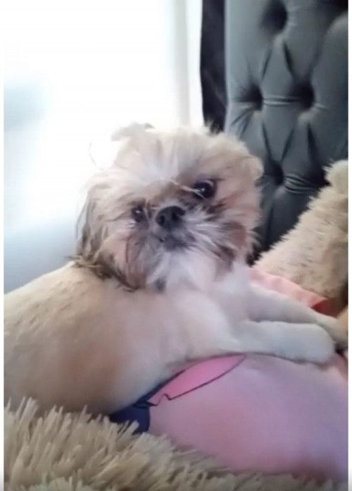 Mitzi