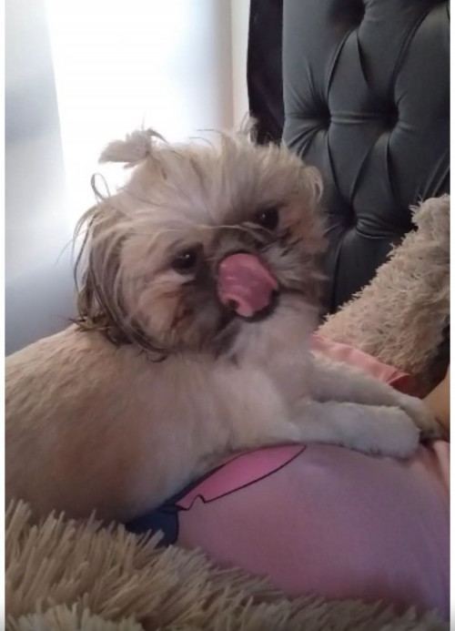 Mitzi