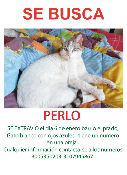 Perlo