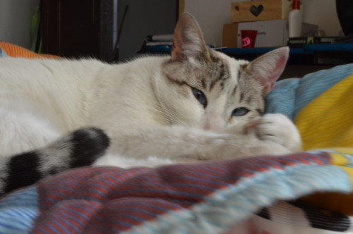 Perlo