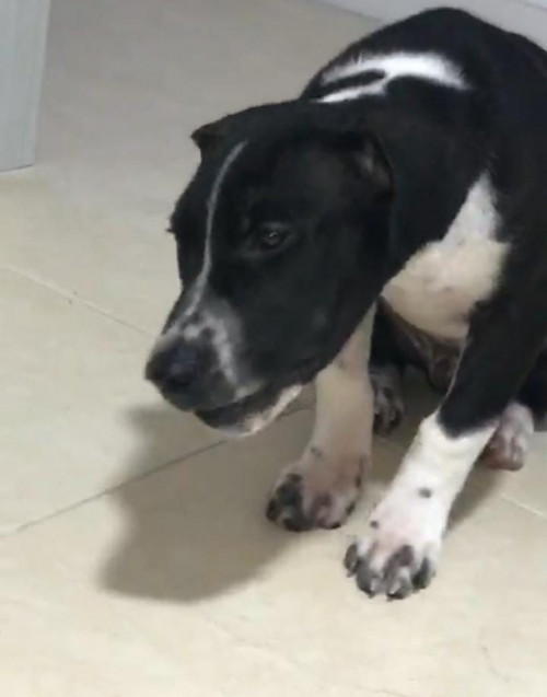 Roco