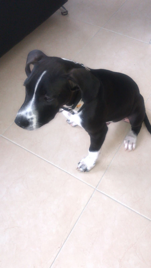 Roco