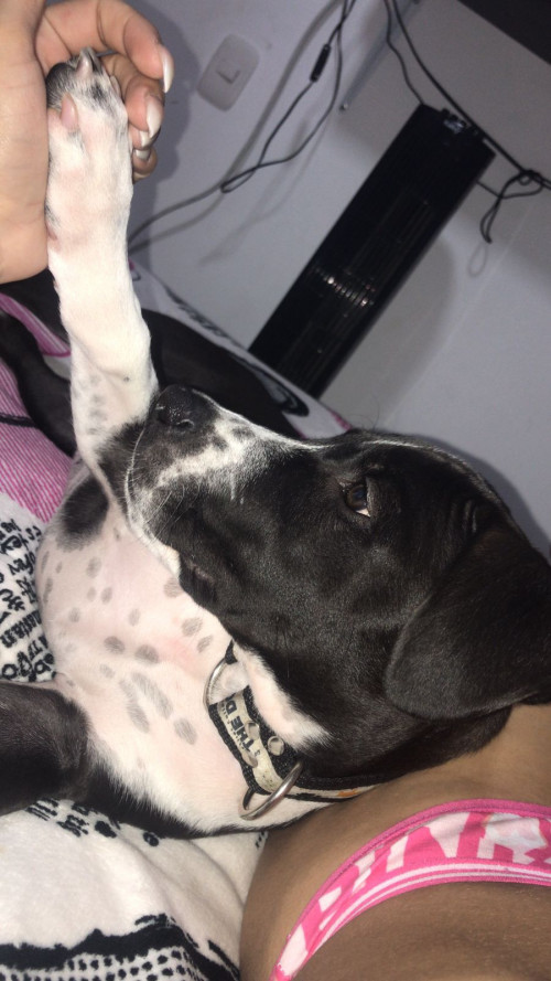 Roco