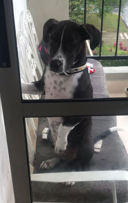 Roco