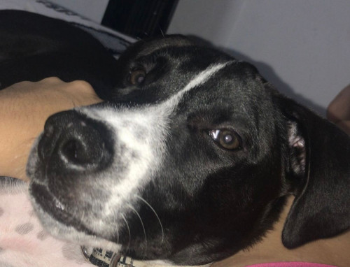 Roco