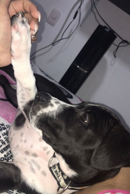 Roco