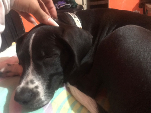 Roco