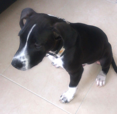 Roco