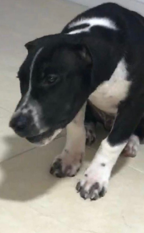 Roco