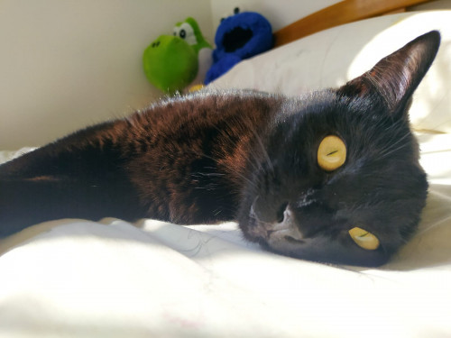 Molly