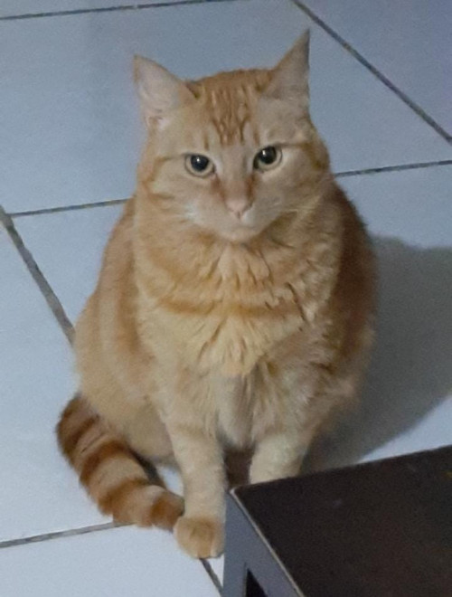 Gordita