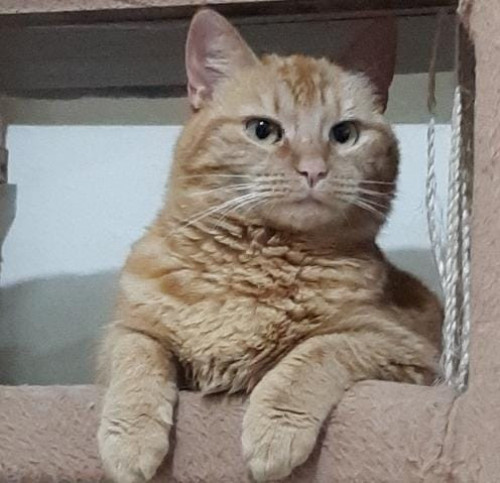 Gordita
