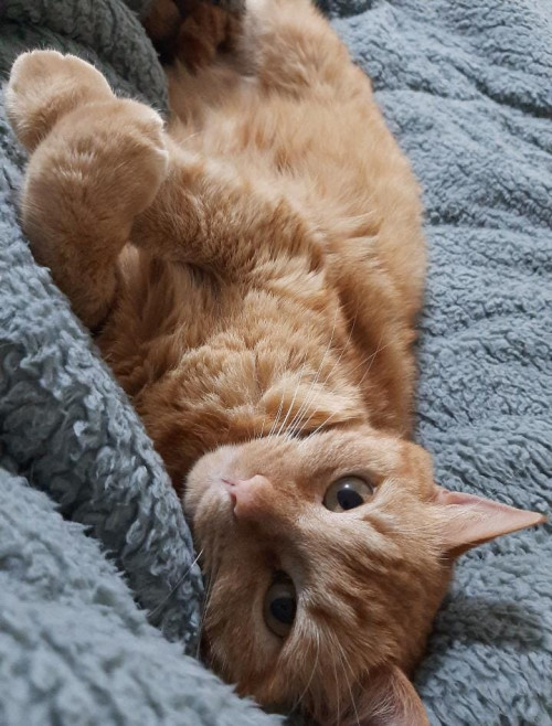 Gordita