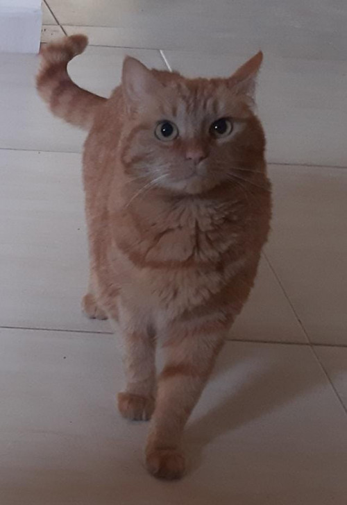 Gordita