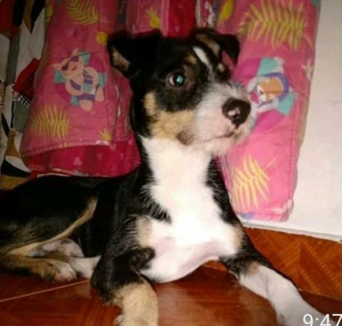 Manchas